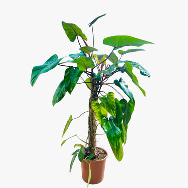 Philodendron Plant - Red Emerald